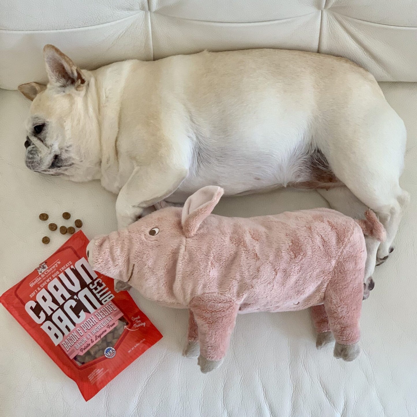 white bulldog snoozing with his stuffed pig toy and a bag of Crav'n Bac'n treats