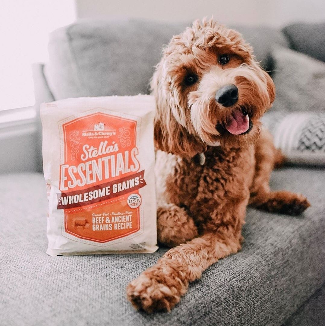 dog with Stella's Essentials Wholesome Grains Beef and Ancient Grains Recipe