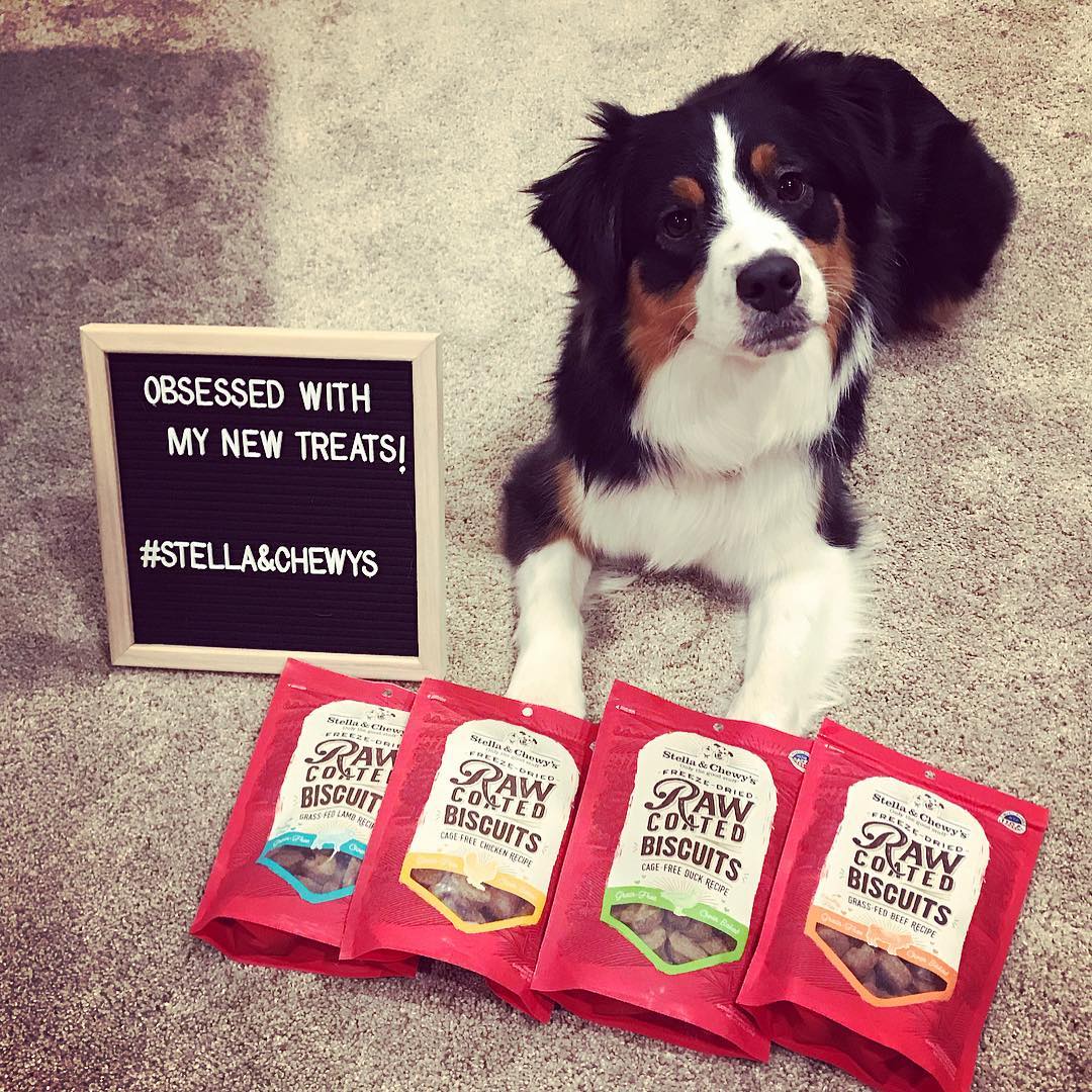 dog posing with various bags of Raw Coated Biscuits