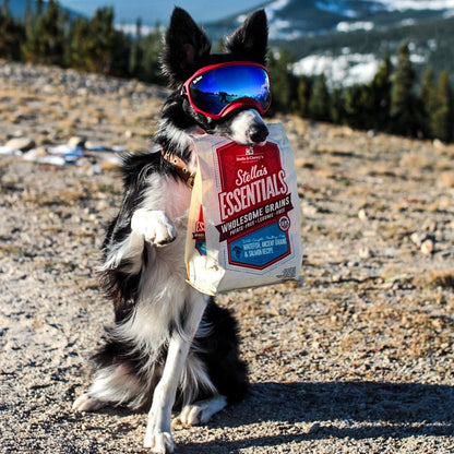 Dog in ski goggles with bag of Stella's Essentials Wholesome Grains Whitefish, Ancient Grains and Salmon Recipe