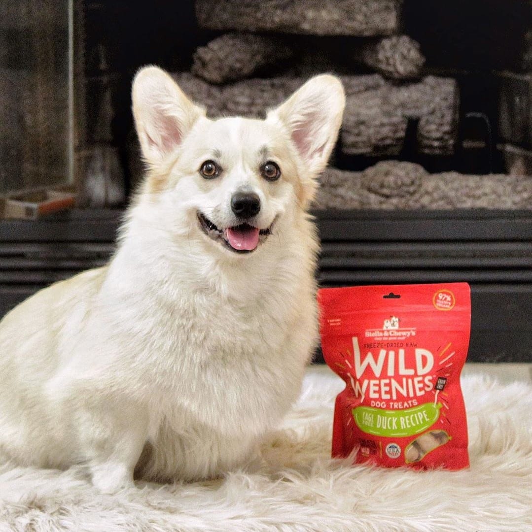 Corgi with Wild Weenie Duck Recipe