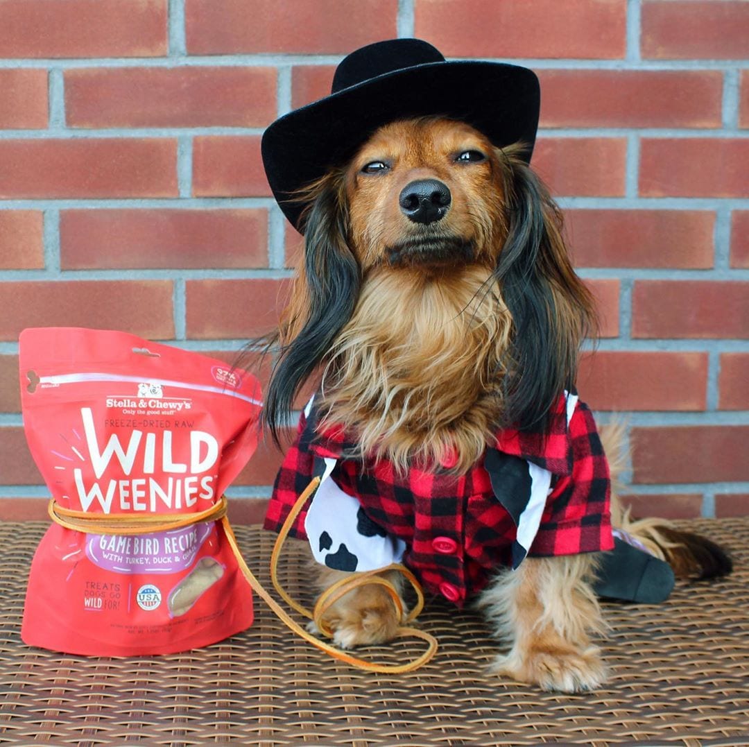 dog in cowboy costume with Wild Weenie Game Bird Recipe