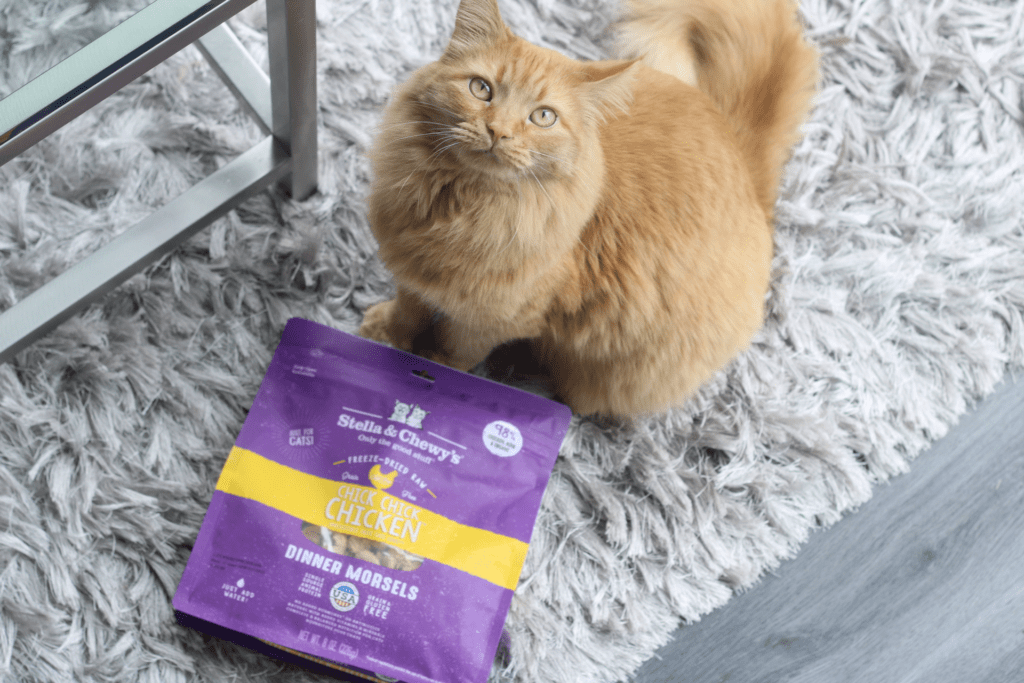 large orange cat with freeze-dried cat food