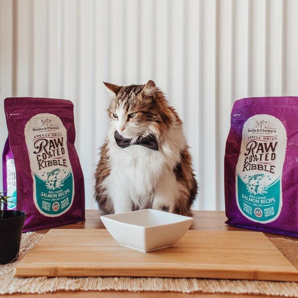What to feed a picky cat