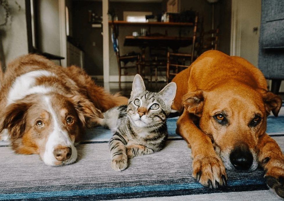 two dogs and a cat lying down on a living room rug
