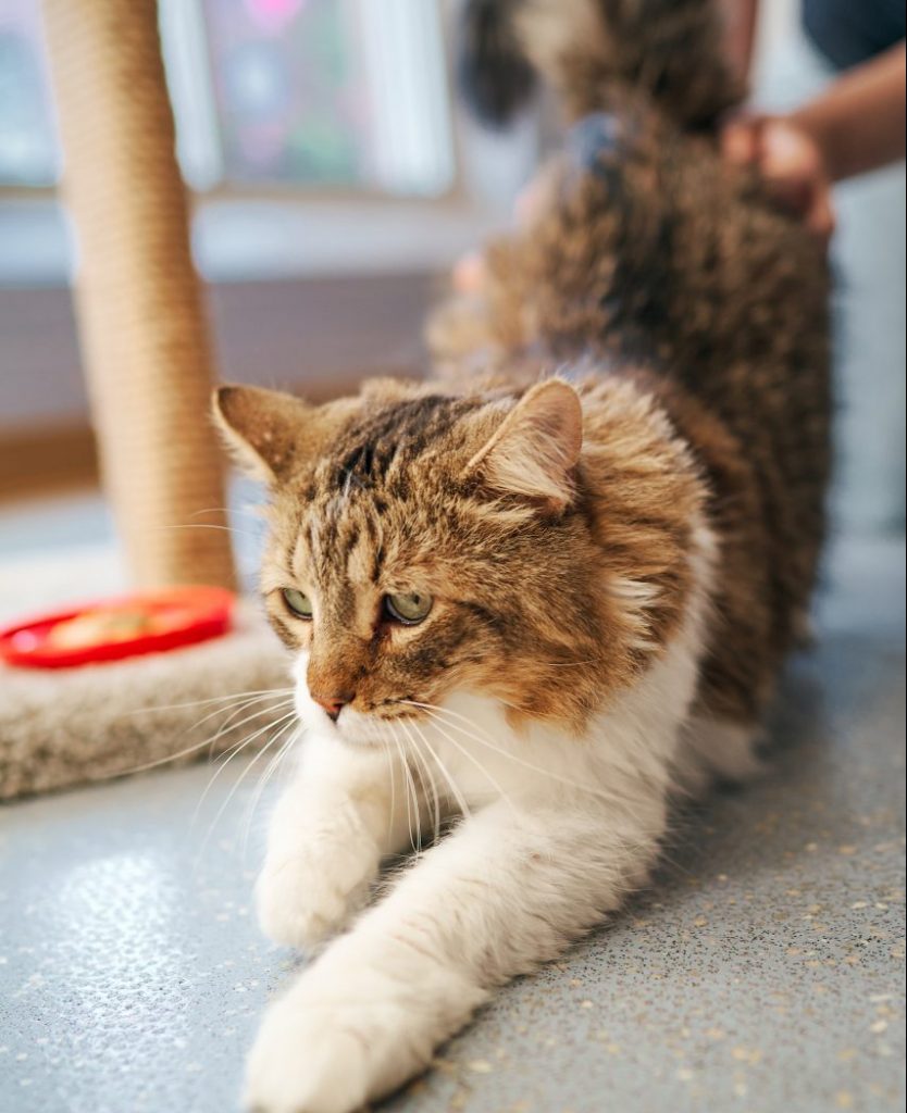 senior cat stretching next to a scratching post