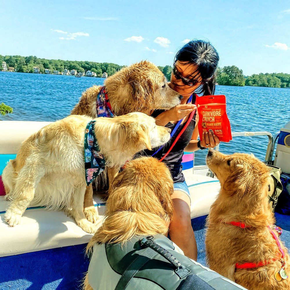 4 dogs in a boat getting treats from a women