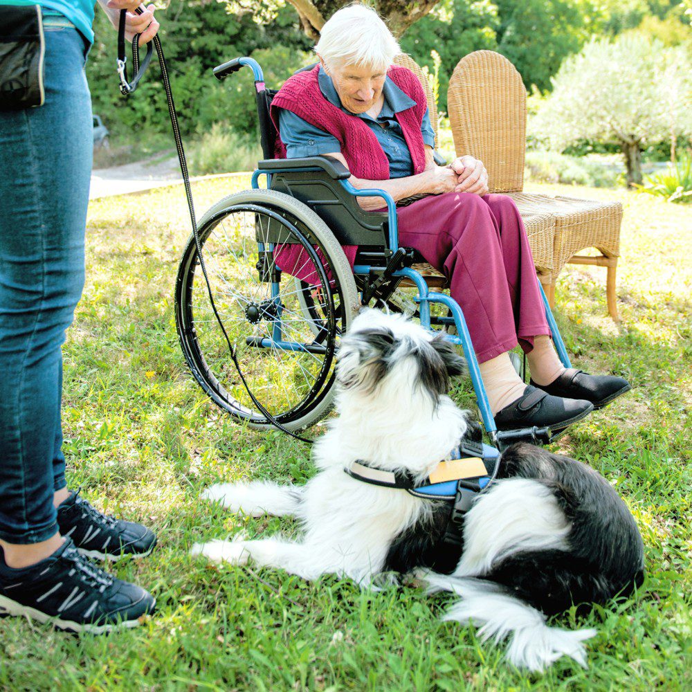 woman in wheelchair looking at therapy dog sitting in grass