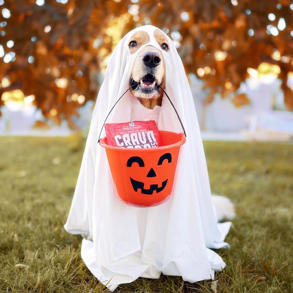 dog in ghost costume