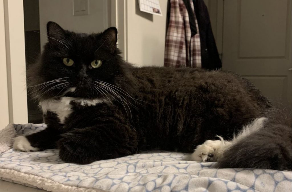 senior cat with thick fur lying on a blanket