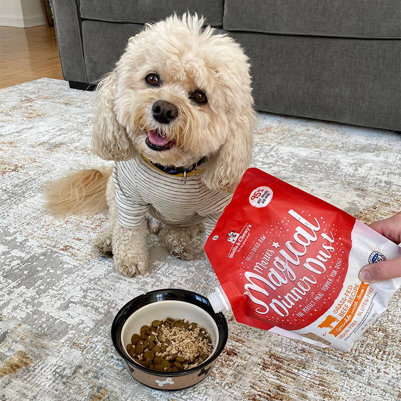 small white dog sitting on living room rug being served dog food in a bowl