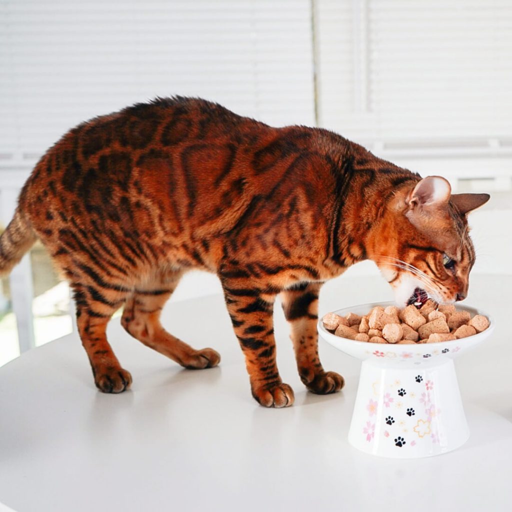 Cat eating freeze-dried raw morsels out of a tall ceramic food bowl