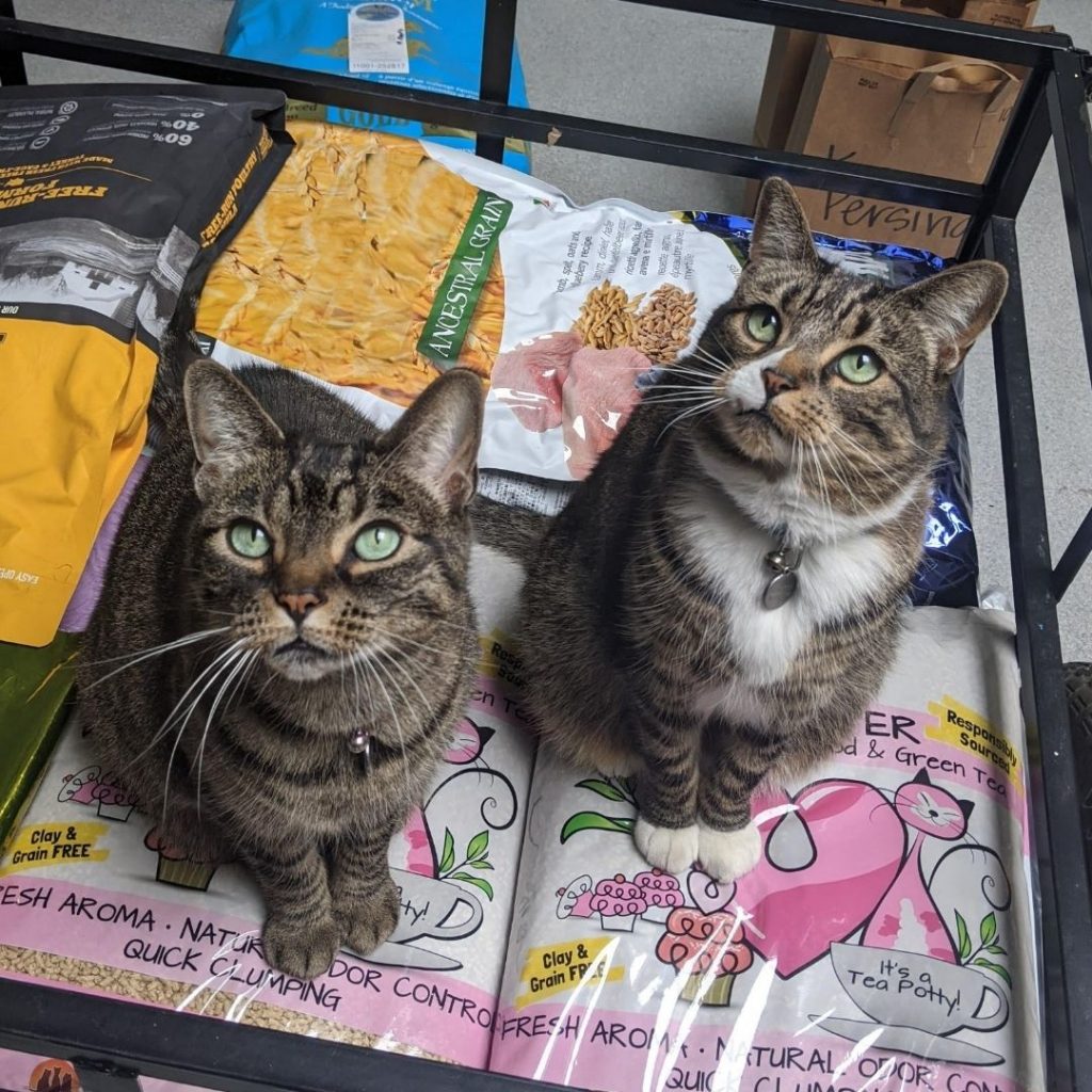 Two cats sitting on a table above bags of kibble.