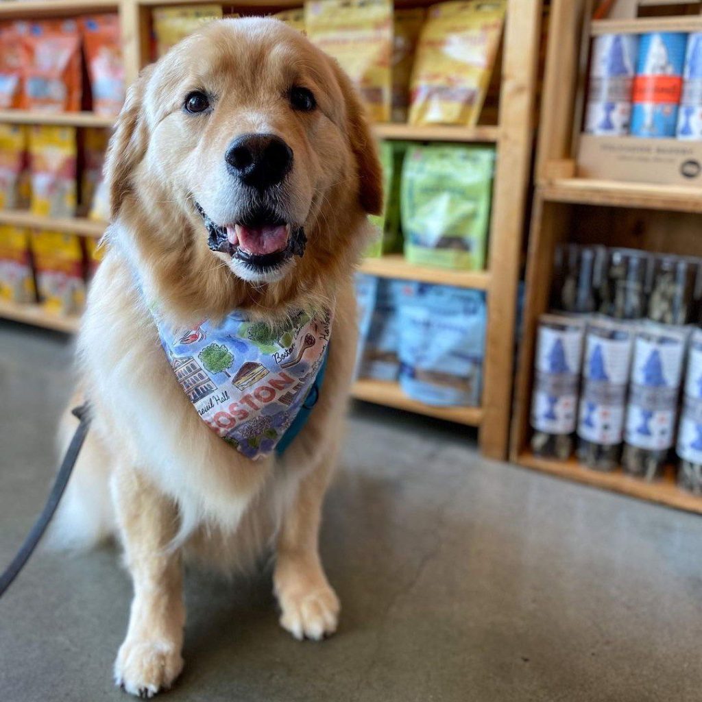 A golden retriever sitting in the store surrounded by shelves of pet treats.