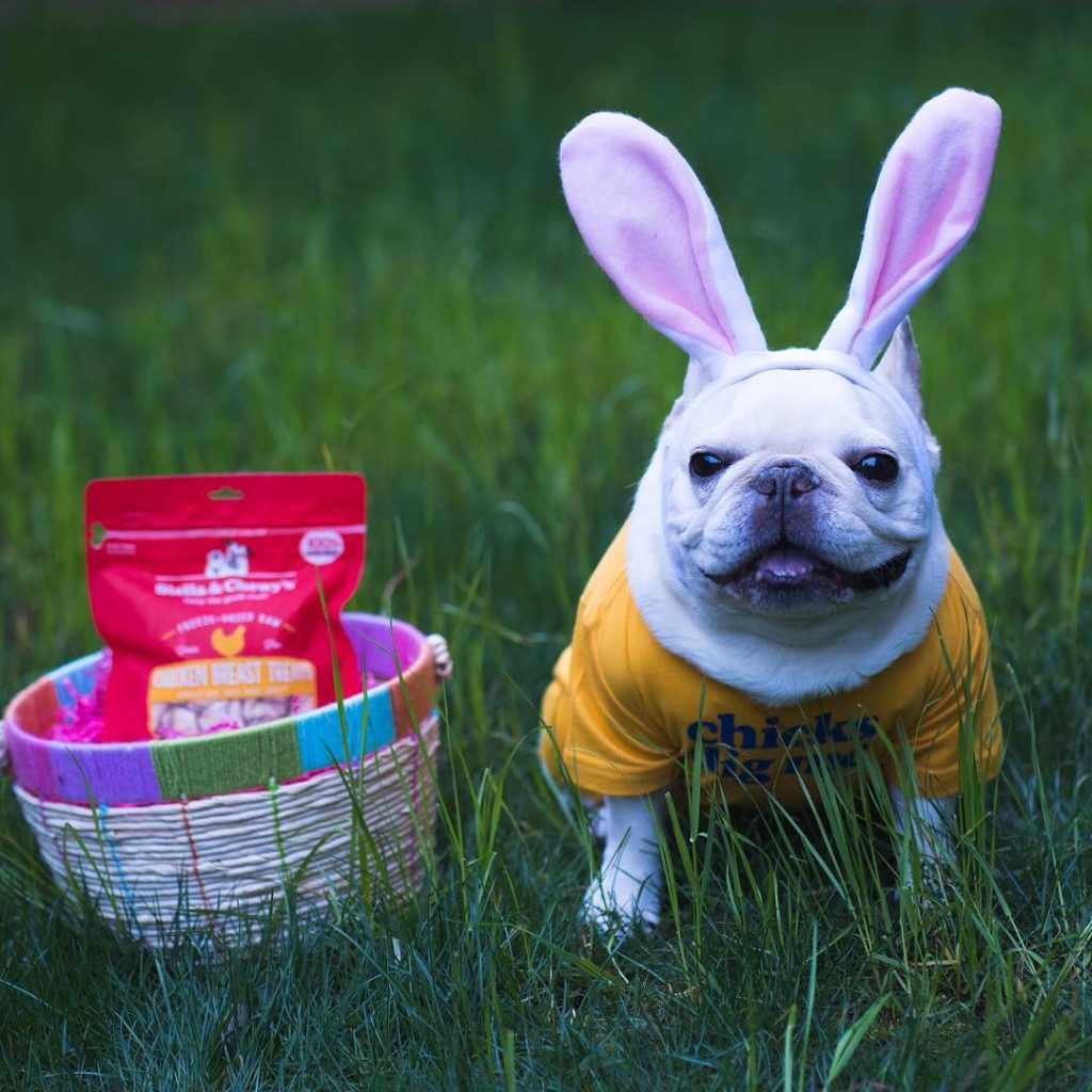 Bulldog with bunny ears and an Easter basket