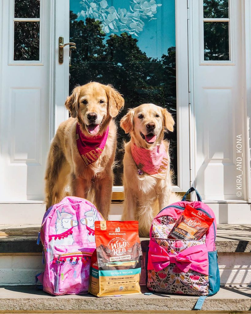 Golden Retrievers on front porch with packed bags
