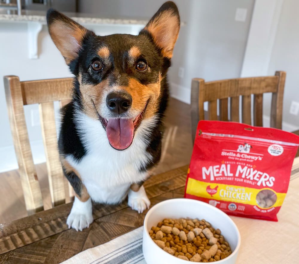 Happy corgi with a bowl of kibble and meal mixers arranged in the shape of a heart
