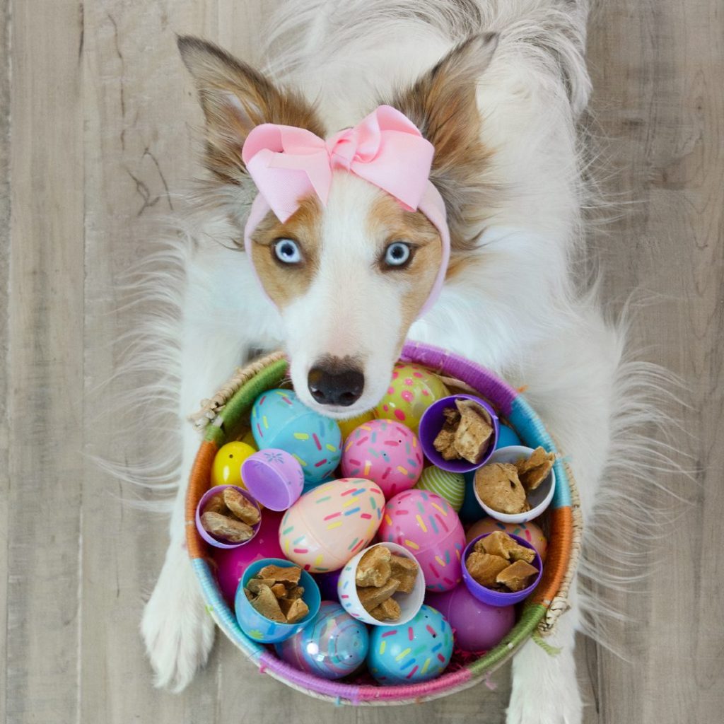 White dog with Easter basket