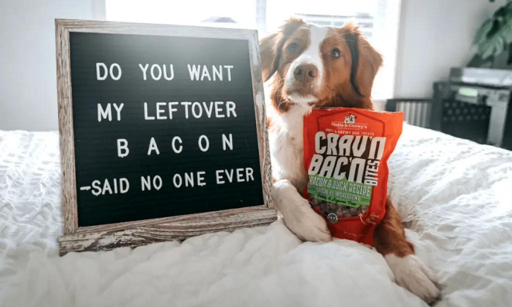 Stella - Chewy'S Bacon Recipe Dog Food - Pet Supermarket 7oz